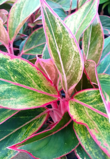 Aglaonema Siam Aurora. starter
