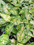 Aglaonema Red Anjamani starter