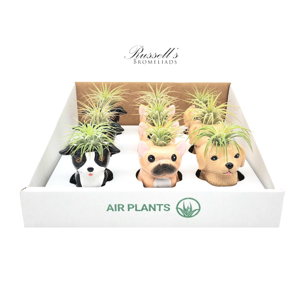 Animal Pots – Puppy Collection With Air Plants - Half Pack