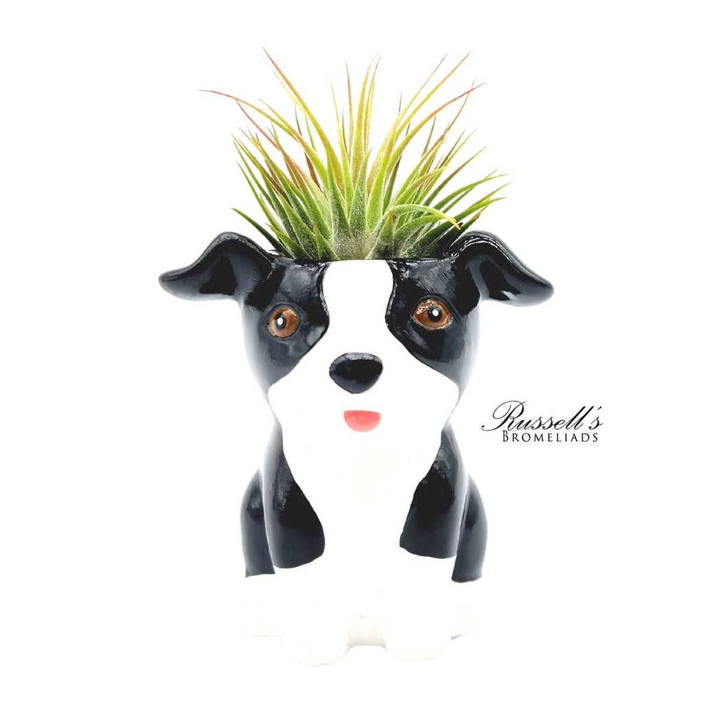 Animal Pots – Puppy Collection With Air Plants - Half Pack