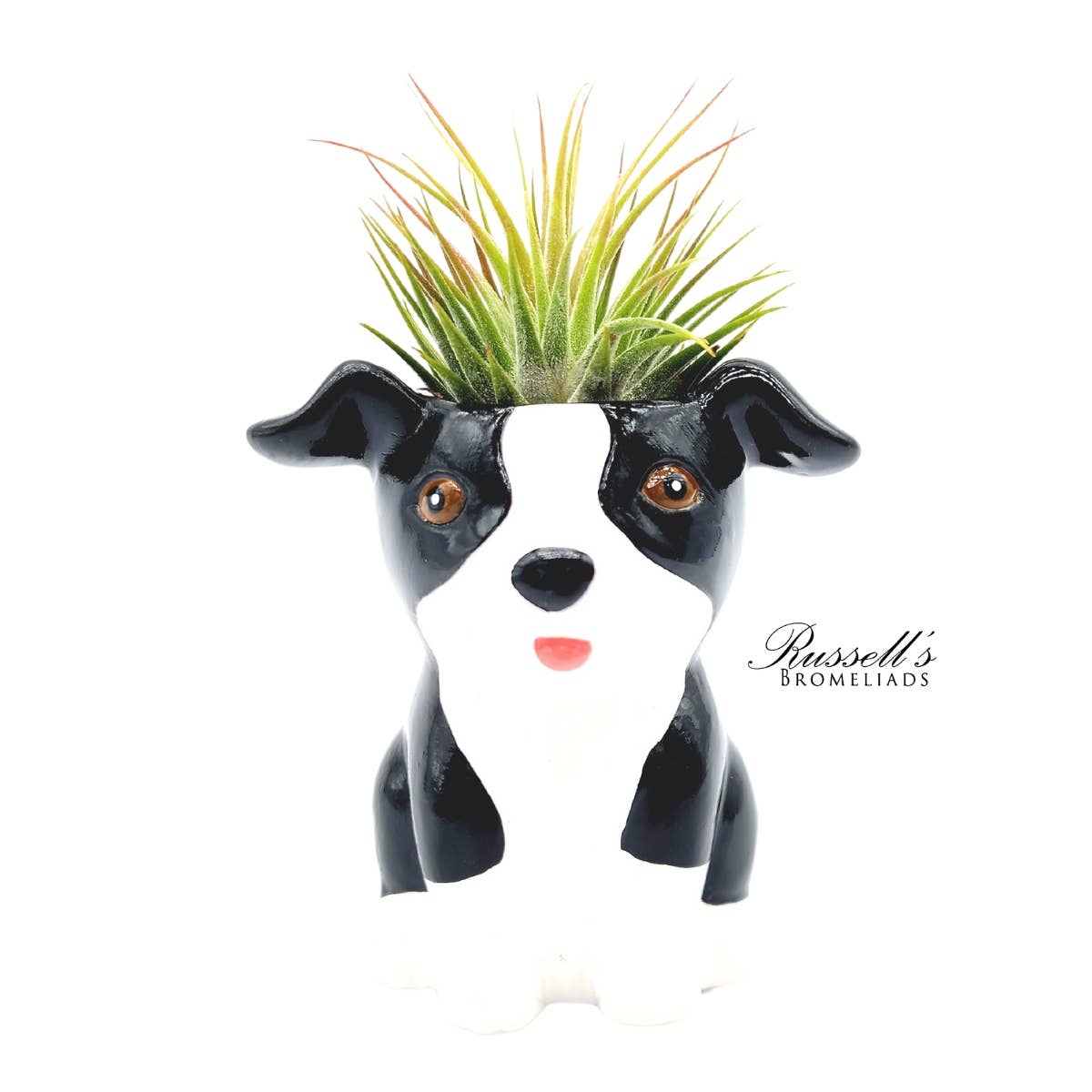 Animal Pots – Puppy Collection With Air Plants - Half Pack