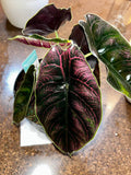Alocasia Azlanii starter