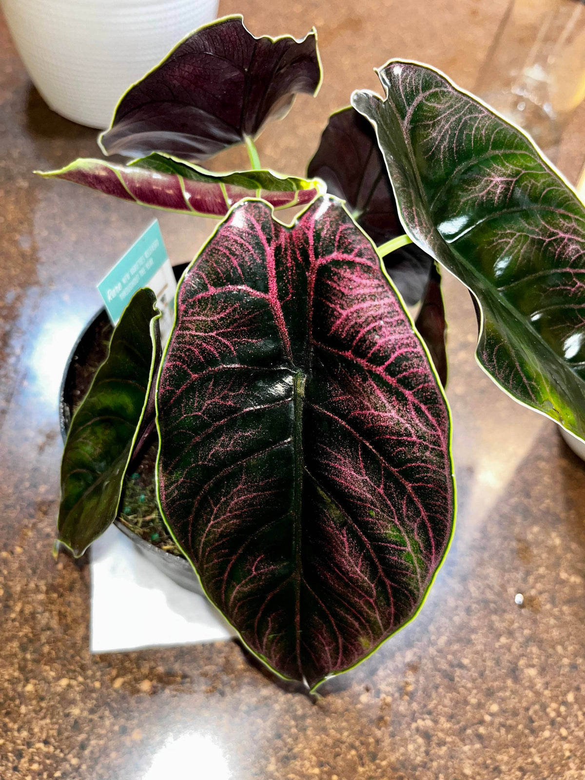 Alocasia Azlanii starter