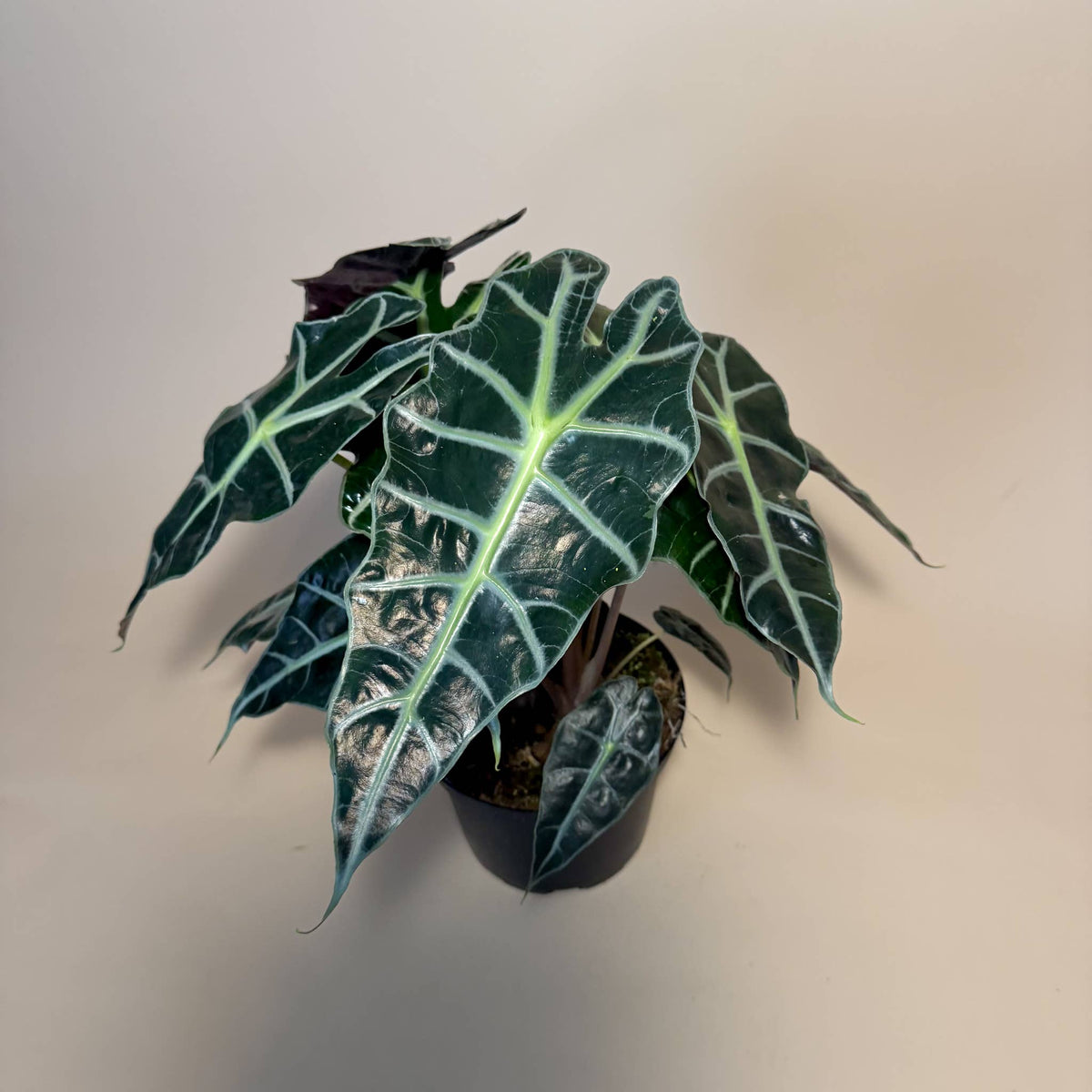 ALOCASIA Polly Live Plant 6in