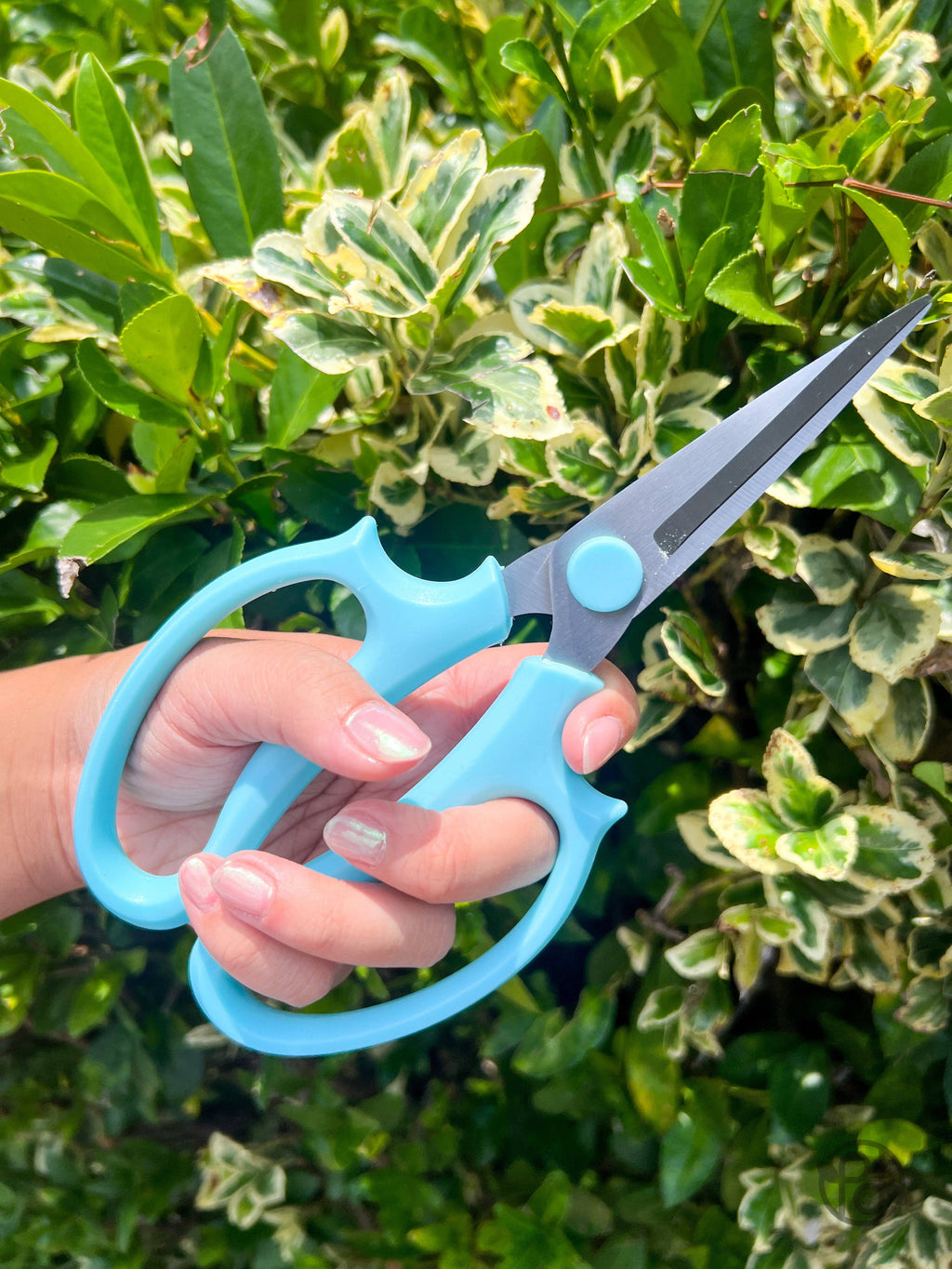 Pruning Shears