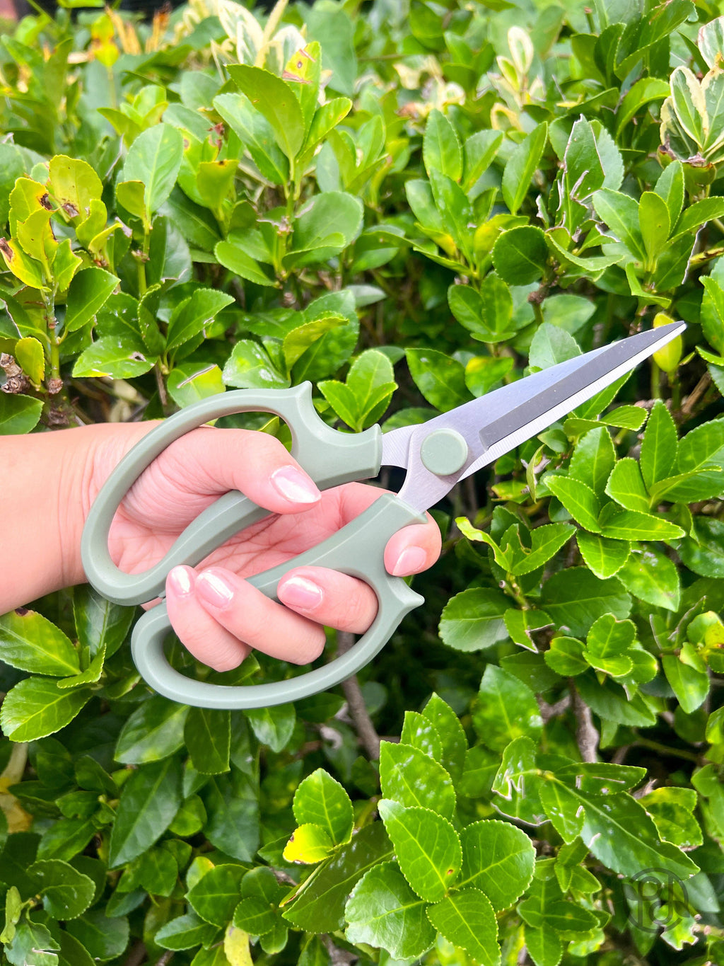 Pruning Shears