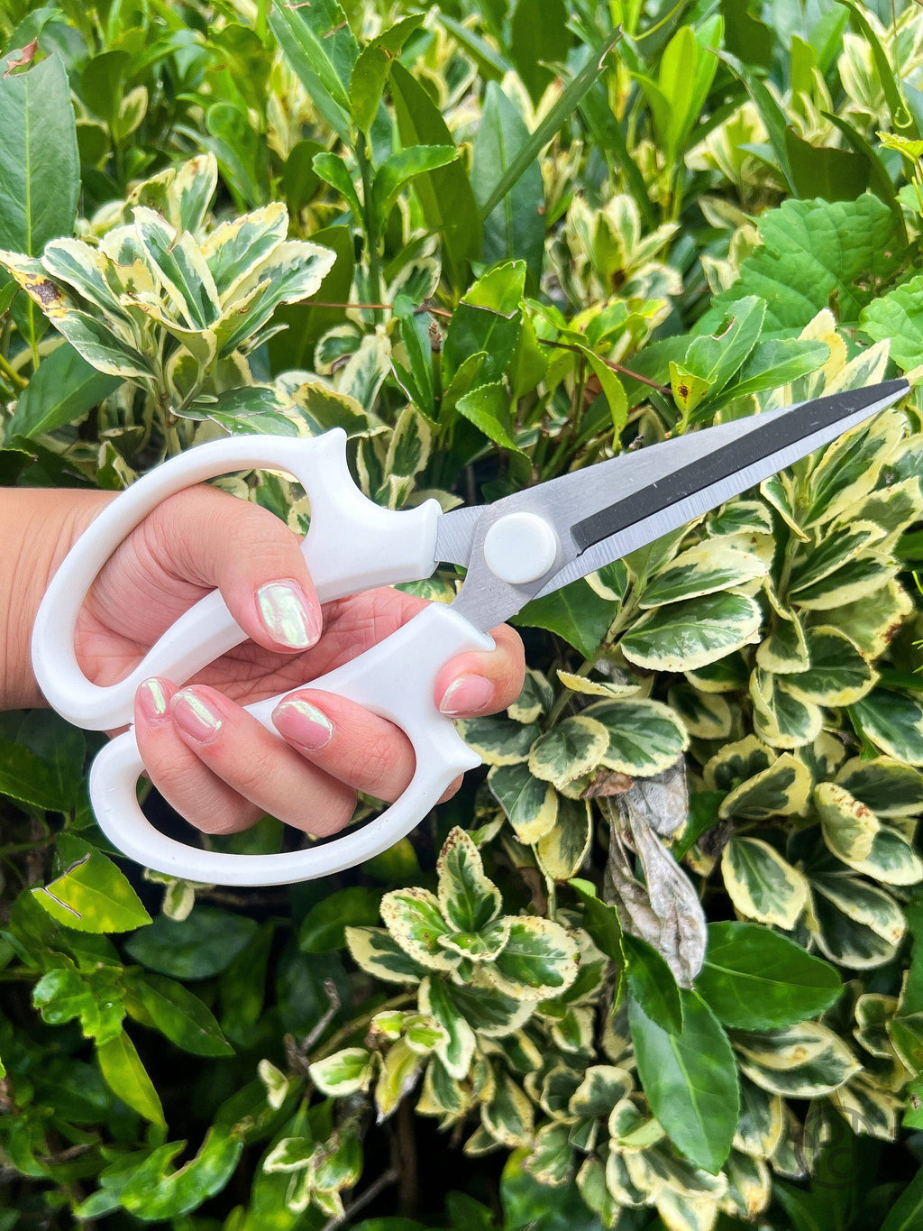 Pruning Shears
