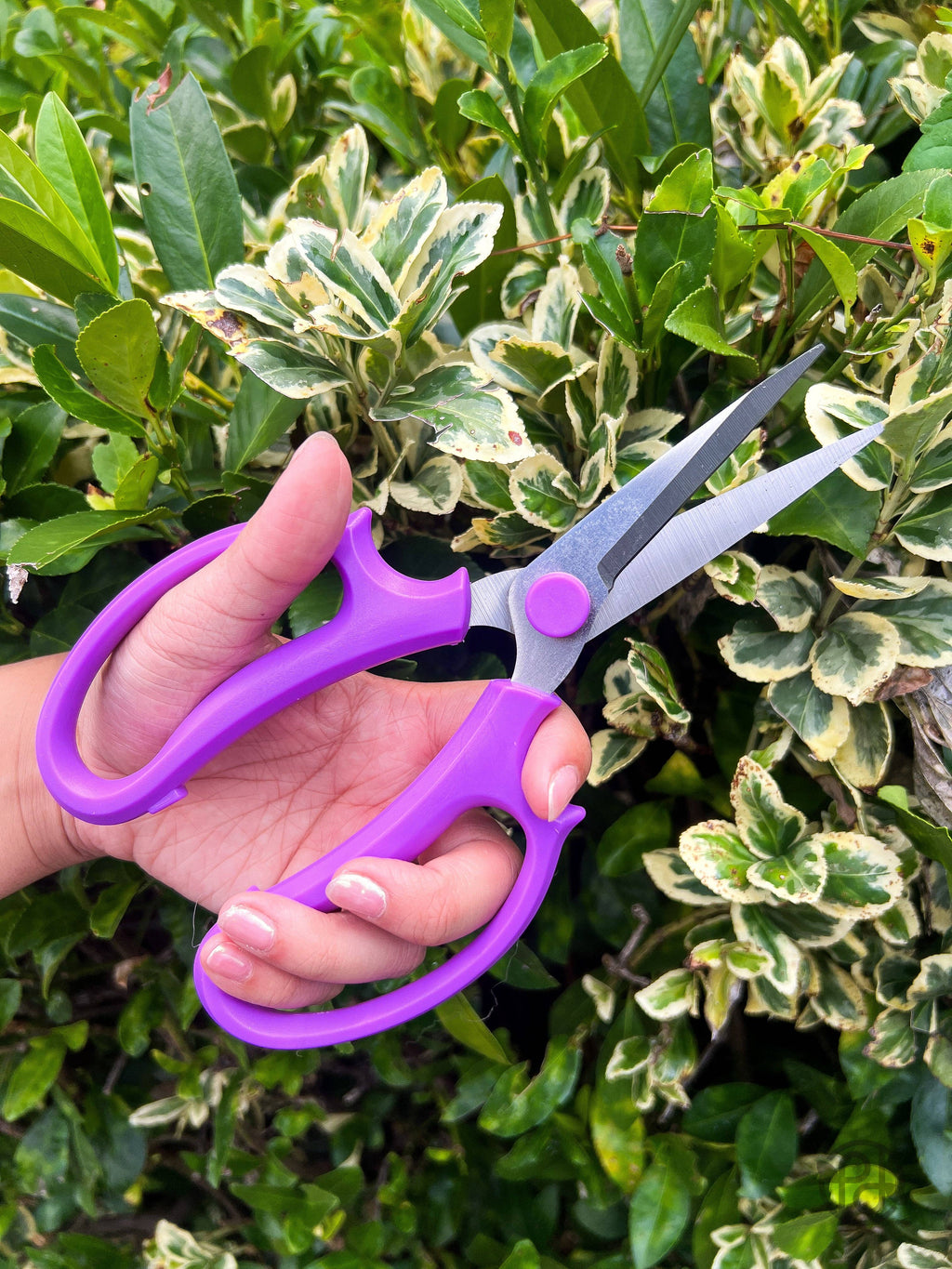 Pruning Shears