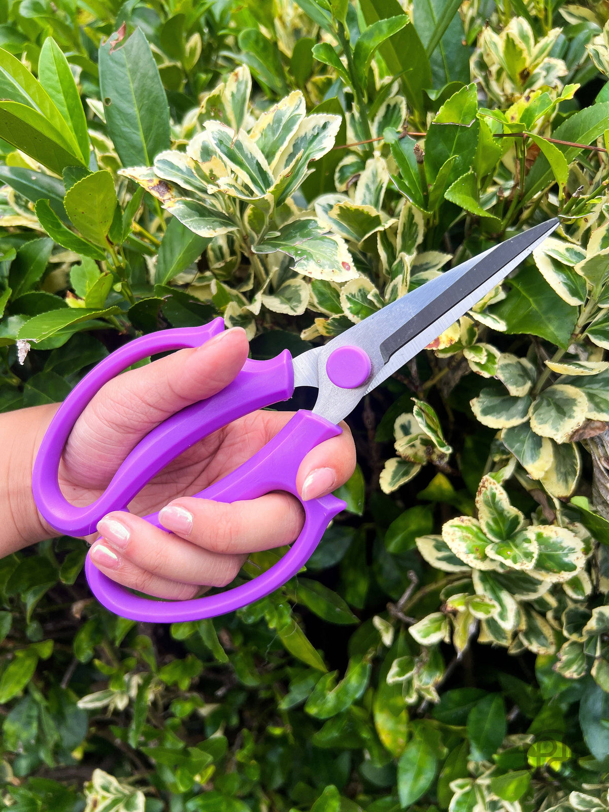 Pruning Shears