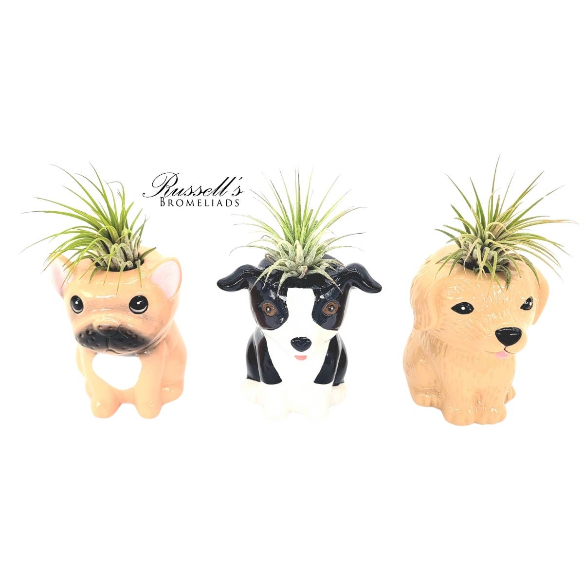 Animal Pots – Puppy Collection With Air Plants - Half Pack