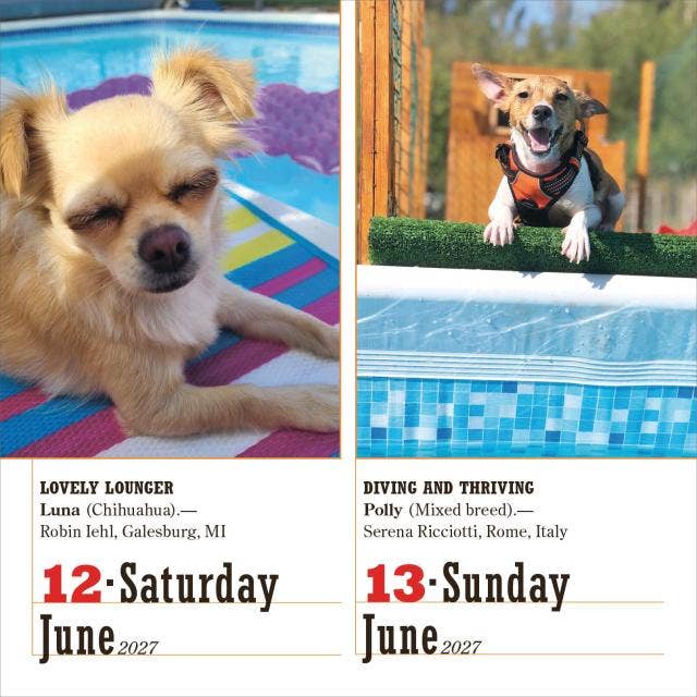 365 Dogs Page-A-Day® Calendar 2027