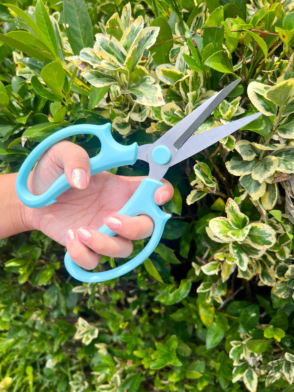 Pruning Shears