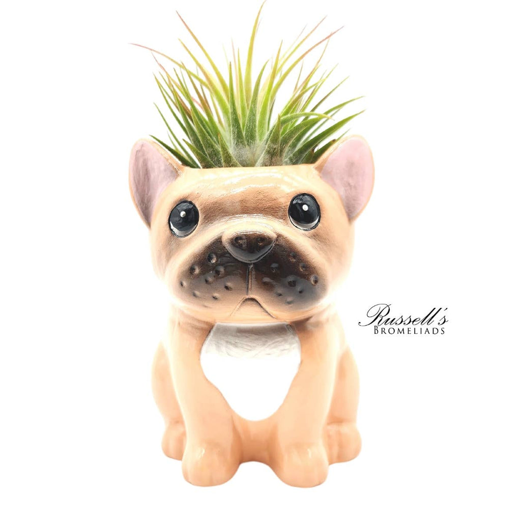 Animal Pots – Puppy Collection With Air Plants - Half Pack