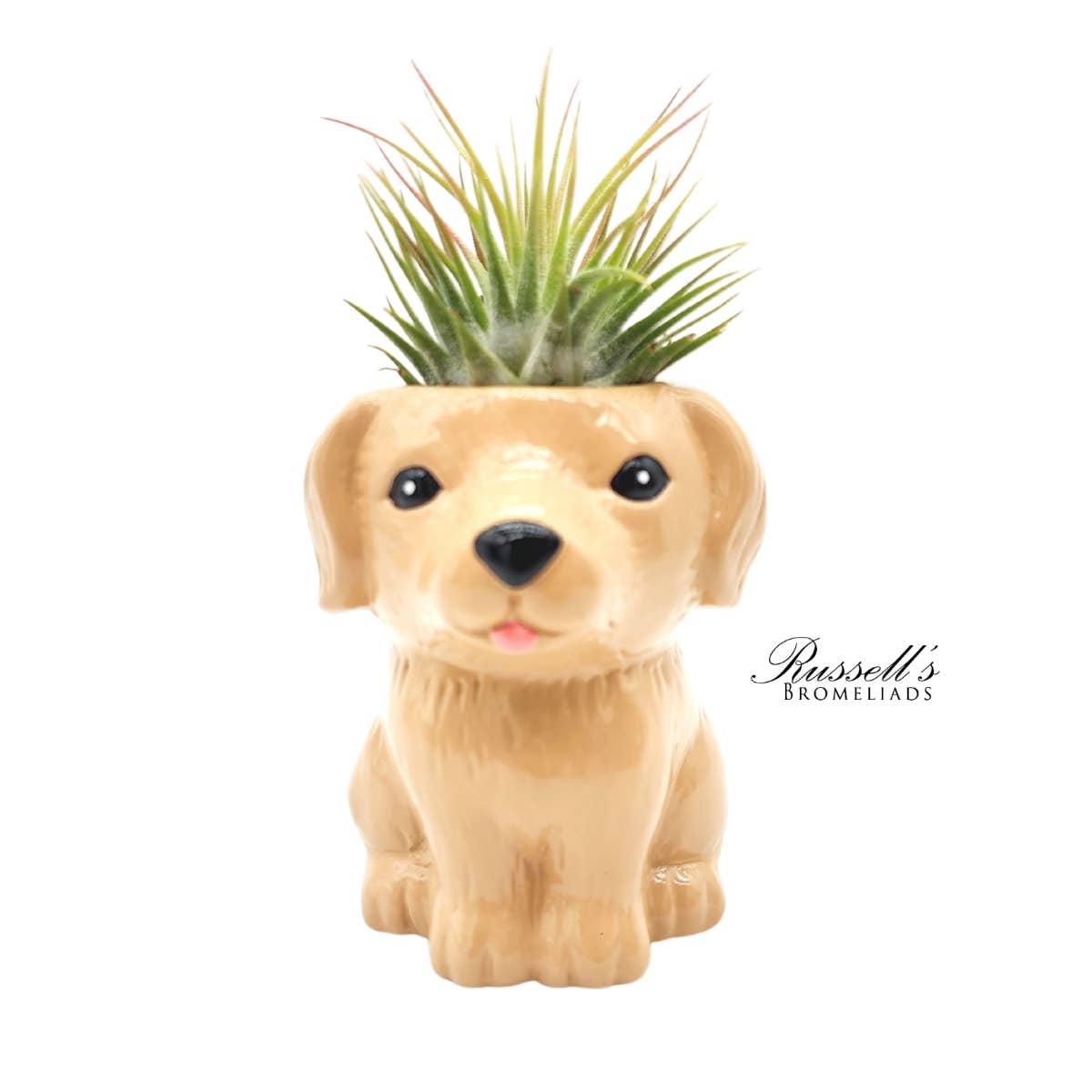Animal Pots – Puppy Collection With Air Plants - Half Pack