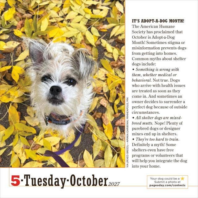 365 Dogs Page-A-Day® Calendar 2027