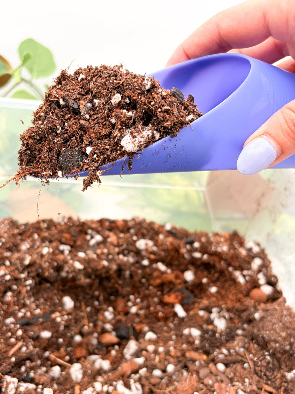 Plant Scoop