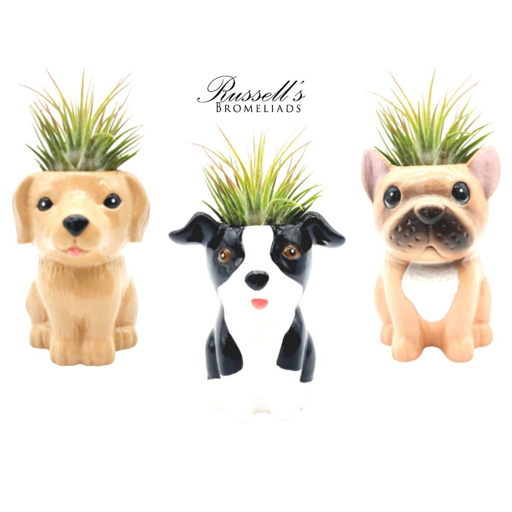 Animal Pots – Puppy Collection With Air Plants - Half Pack