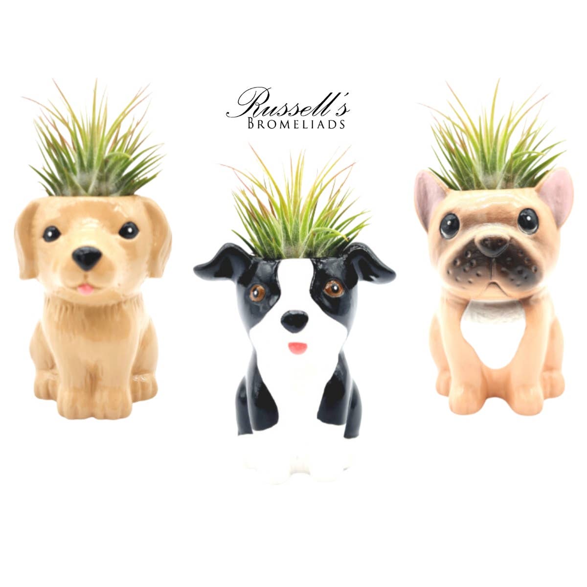 Animal Pots – Puppy Collection With Air Plants - Half Pack