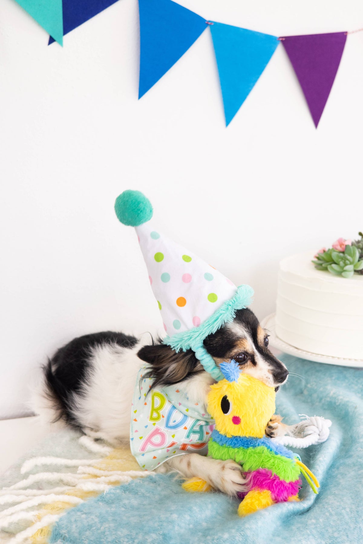 Dog Birthday Bandana and Hat Set, Birthday Pup, S/M