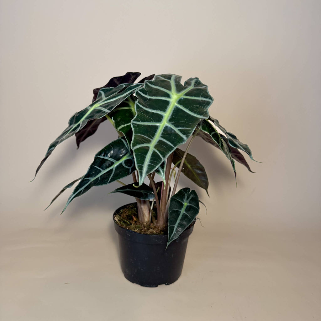 ALOCASIA Polly Live Plant 6in