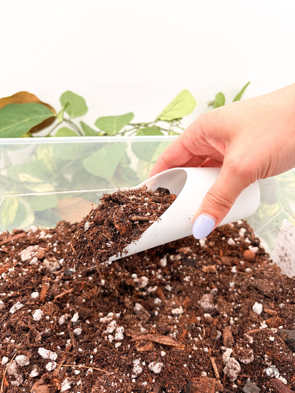 Plant Scoop