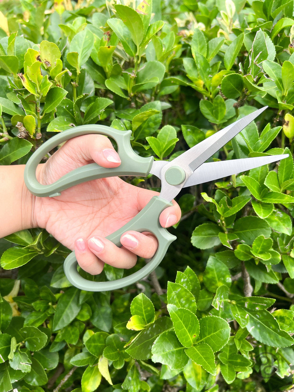 Pruning Shears