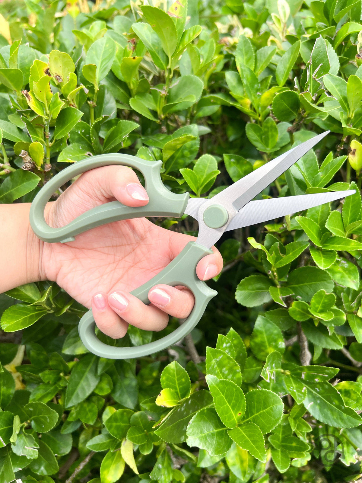 Pruning Shears