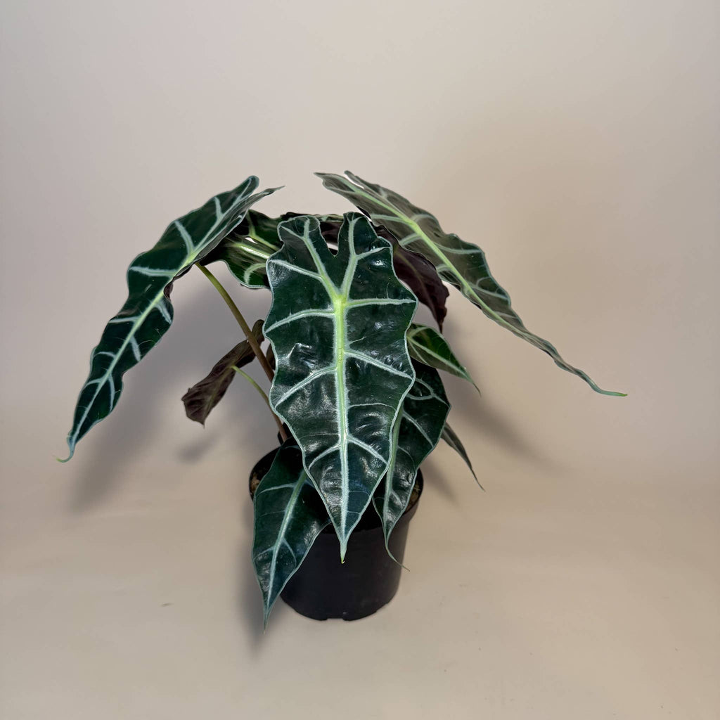 ALOCASIA Polly Live Plant 6in