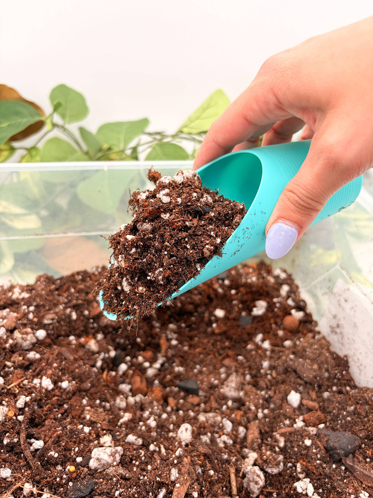 Plant Scoop
