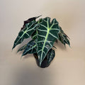 ALOCASIA Polly Live Plant 6in