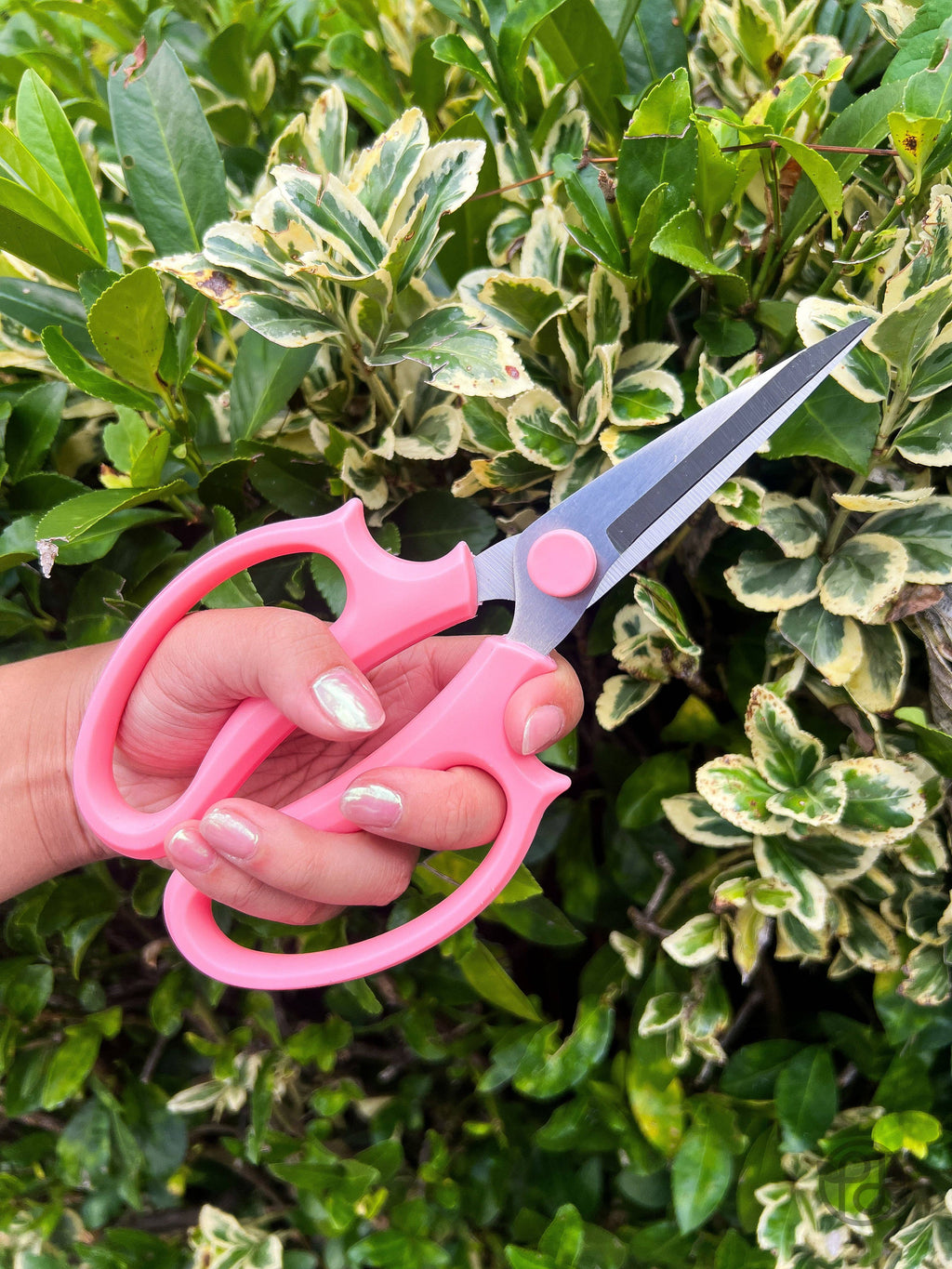 Pruning Shears