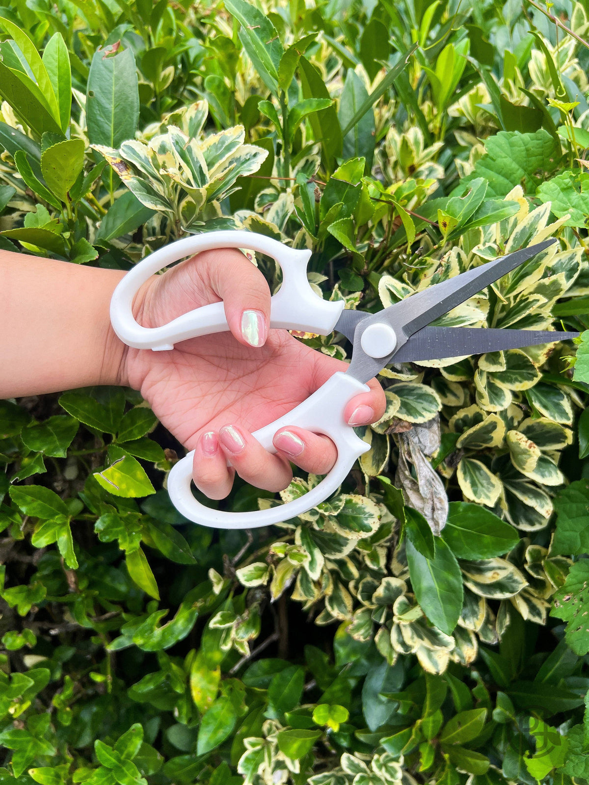 Pruning Shears